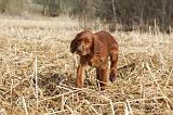 SETTER IRLANDAIS 513